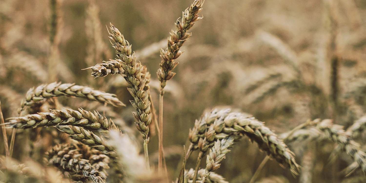 Vetefält i närbild visar kopplingen till landsbygden och säsongernas rytm – element som präglar vissa av GBJ bostads projekt.