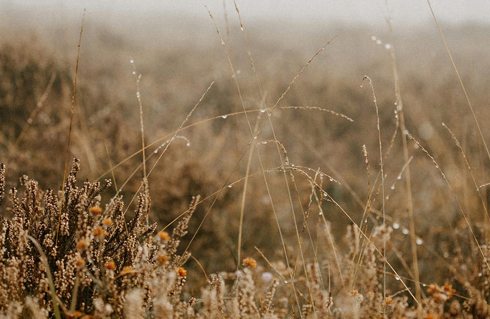 Morgondagg vilar på gulbruna grässtrån och vissna blommor i ett dimmigt ängslandskap – en naturlig miljö som speglar de naturnära kvaliteterna i GBJ bostads projekt Ängsrum.