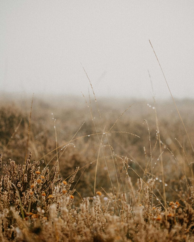 Ett dimhöljt ängslandskap i mjuka toner som förmedlar den naturnära känslan i Ängsrum, ett bostadsprojekt i Ytterby utvecklat av GBJ bostad.