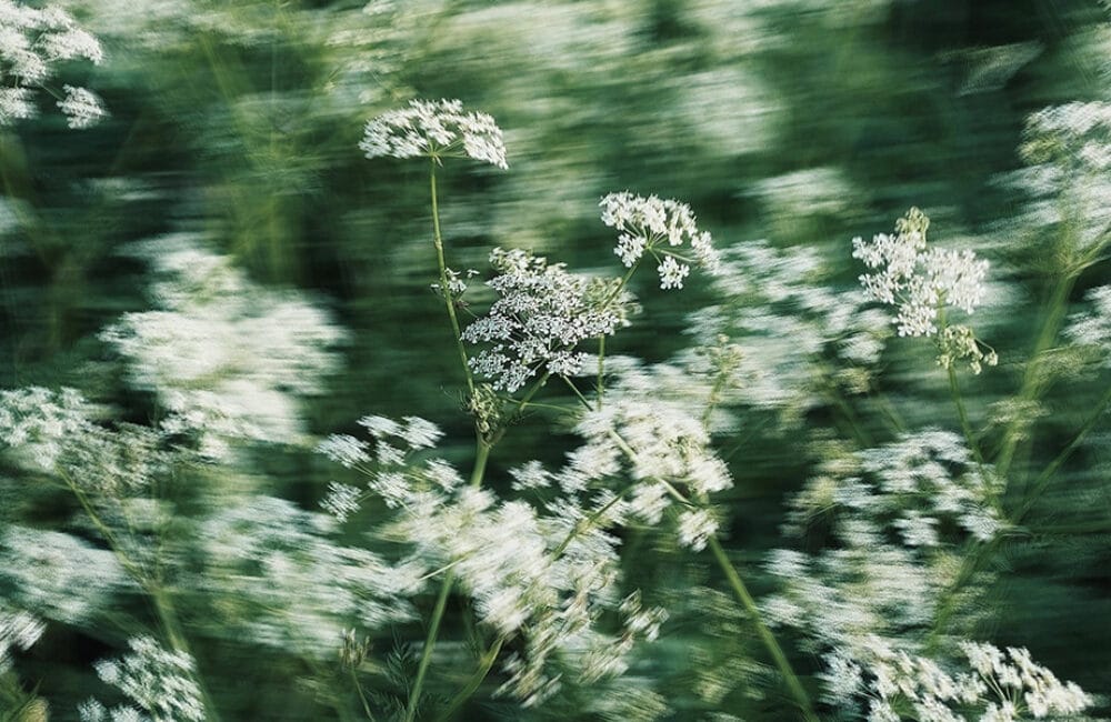 Ängsrummet - ett rum mitt i ängen